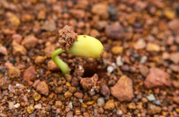 Netproject agora é Seed Intelligence Company